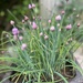Blooming chives