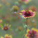 Indian Paint Brush