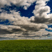 Field