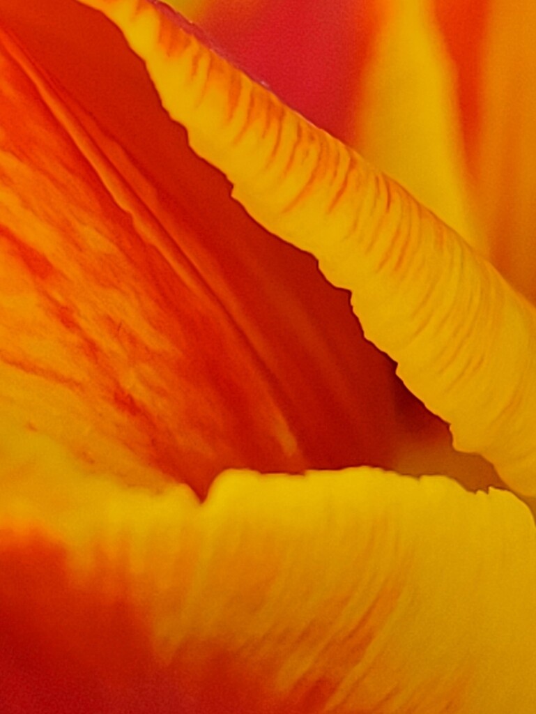 A Pool of Colour by 365projectorgheatherb