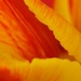 A Pool of Colour