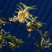 Winter kowhai