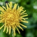 Dandelion ...  and Friend