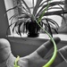 Vicious Vine 