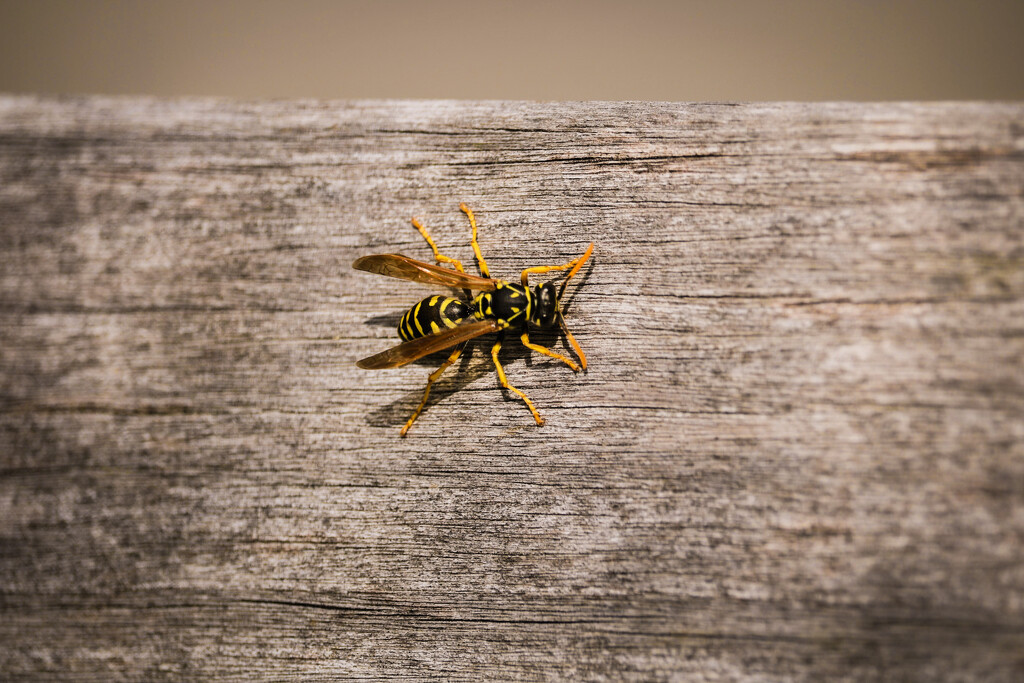 Wasp by librarymom