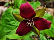 5th May 2025 - Red Trillium