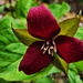Red Trillium by ljmanning