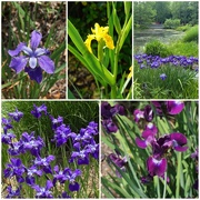 6th May 2025 - Iris of All Varieties