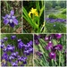 Iris of All Varieties