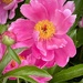 Bright Pink Peony by calm