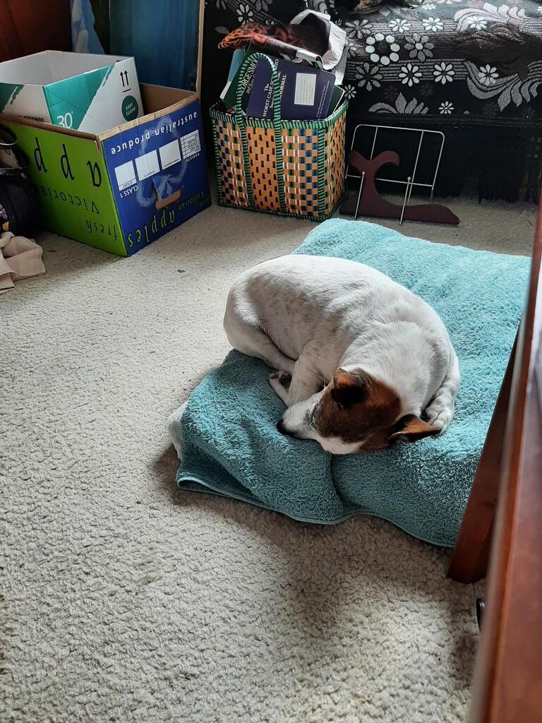 All Curled Up by mozette