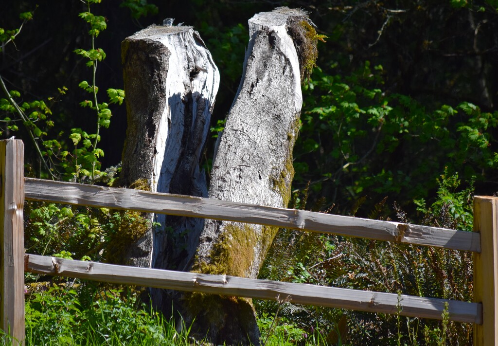 Split Tree Trunk by richyoung