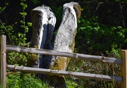 5th May 2025 - Split Tree Trunk