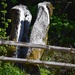Split Tree Trunk