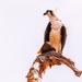 Osprey With Dinner in the Claw!