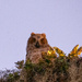 Great Horned Owl Baby!