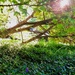 Wild Ground Cover