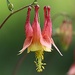 Columbine