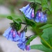 Virginia Bluebells