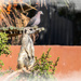 On the lookout