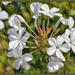 Flowering throughout the year