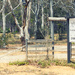 Blackheath 9 - Megalong Valley