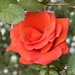 Always time to stop and smell the roses… by beverley365