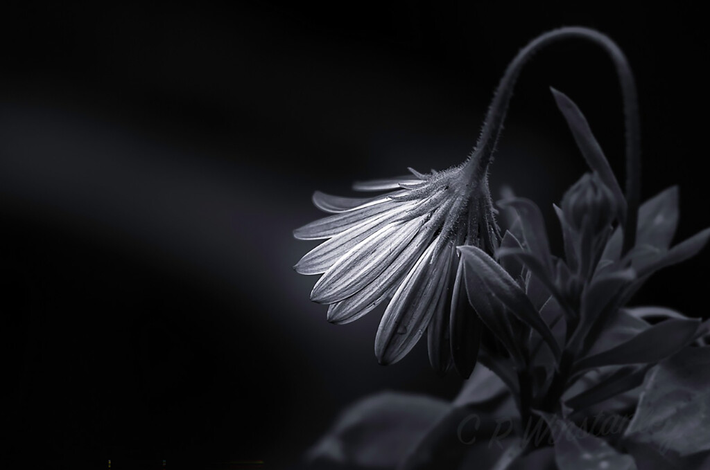 Bowing to the light by kipper1951