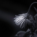 Bowing to the light