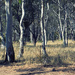 Blackheath 10 - Megalong Valley