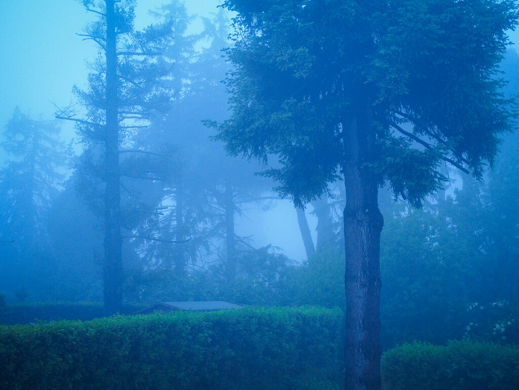 A morning mist by matsonnestam