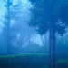 A morning mist