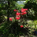 More garden........