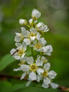 6th May 2025 - Bird cherry with photo bomber :-)