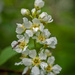 Bird cherry with photo bomber :-)