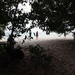 From the forest out to the beach..