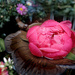 2025-05-05 a peony's floating journey