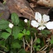 Dewberry blossom and buds for No Mow May...