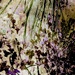 No Mow May in Abstract (6)