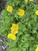 6th May 2025 - Yellow poppies 