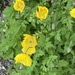 Yellow poppies 