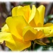 Rambling Rose