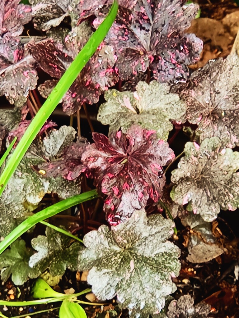Heuchera after the rain by alyclark