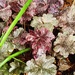 Heuchera after the rain