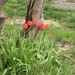 Spring Flowers