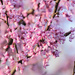 Pink blossoms