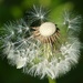 Dandelion Seed Head