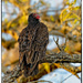 Pretty Bird! :)