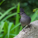 The Catbird Wears a Cap of Charcoal Black