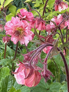 4th May 2025 - Geum